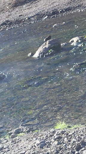 12 Mile Hot Springs - Photo 5