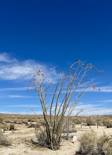Agua Caliente Springs Park - Photo 4
