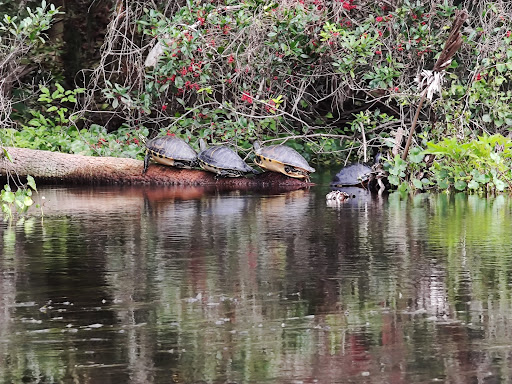 Alexander Springs