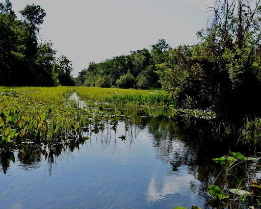 Alexander Springs - Photo 7