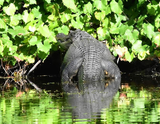 Alexander Springs - Photo 8