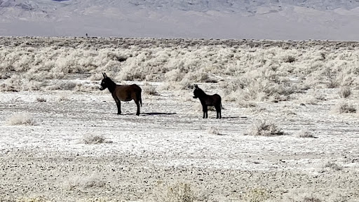 Alkali Flat Hot Springs - Photo 2