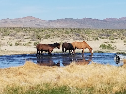 Alkali Flat Hot Springs - Photo 3