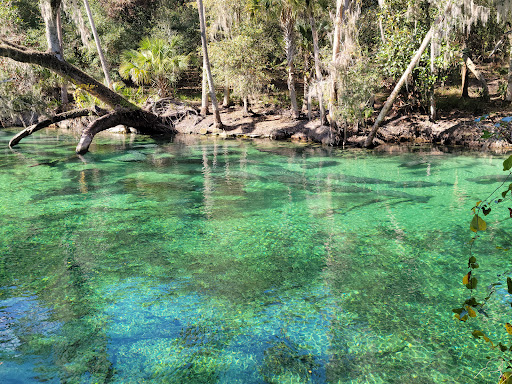 Blue Spring State Park