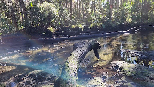 Chassahowitzka Springs - Photo 2