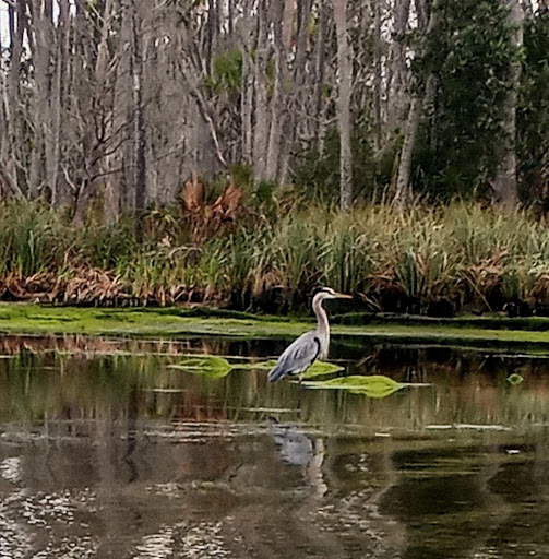 Chassahowitzka Springs - Photo 5