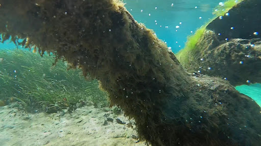 Ichetucknee Springs State Park - Photo 8