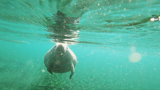Manatee Springs - Photo 2