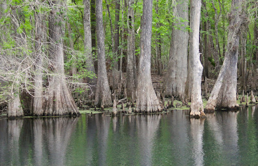 Manatee Springs