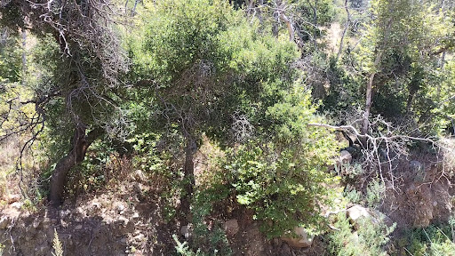 Montecito Hot Springs - Photo 2