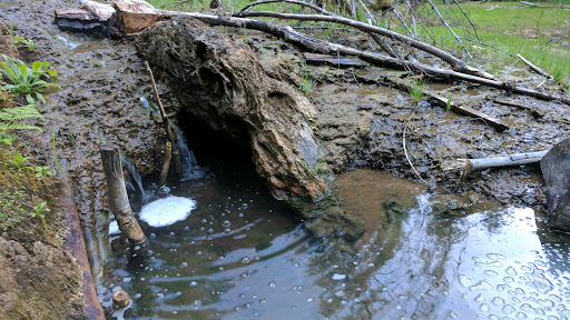 Ohanapecosh Hot Springs