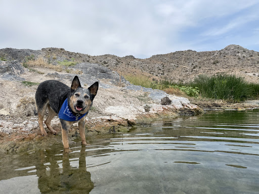 Panaca Warm Springs - Photo 6