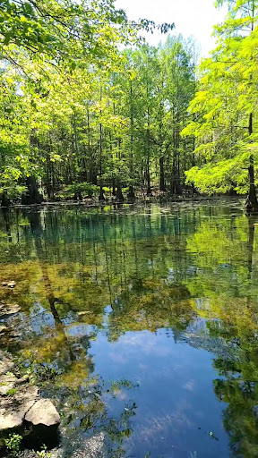 Peacock Springs - Photo 1
