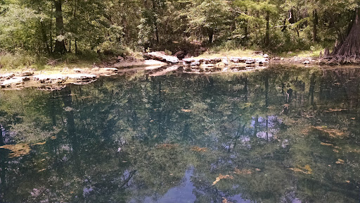 Peacock Springs - Photo 4
