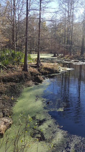 Peacock Springs - Photo 7