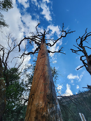Pinkerton Hot Springs - Photo 6