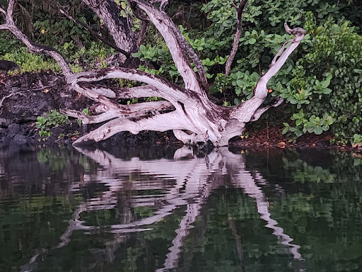 Pohoiki Warm Spring - Photo 6