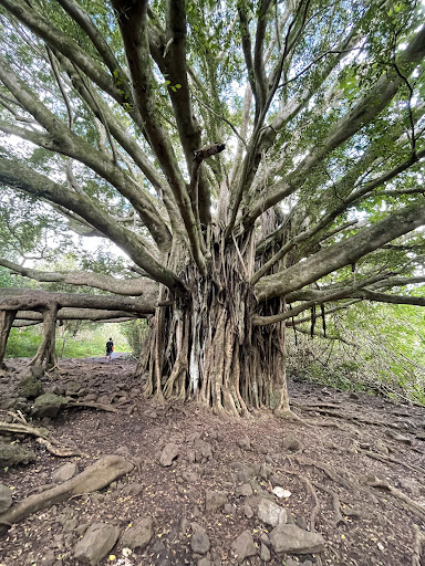 Pools of ʻOheʻo - Photo 5