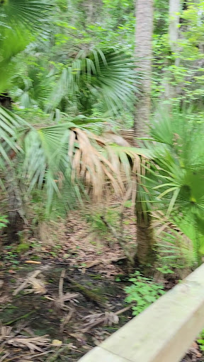 Silver Glen Springs - Photo 8