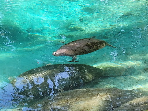 Three Sisters Springs - Photo 6