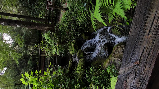 rainbow springs - Photo 2